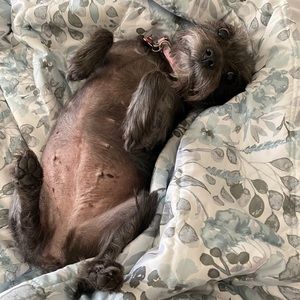 Meet your Posher, Victoria